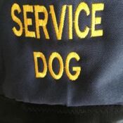 Service dog vest with yellow letters